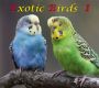 E, Exotic Birds 1, Download
