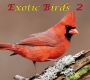 E, Exotic Birds 2, Download