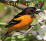 E, Exotic Birds 4, Download