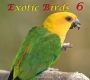 E, Exotic Birds 6, Download