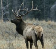 Rocky-Mountain-Wapiti, Cervus canadensis nelsoni, 7 Aufn., 4:50