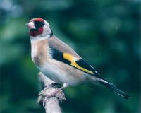 Stieglitz, Carduelis carduelis, 2 Titel/7 Aufn., 2:32