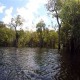 Regenwald Amazonas, Terra Firme, Rio Puduari, Bucht, 16:01 Min., Download