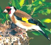 Stieglitz, Carduelis carduelis, Download