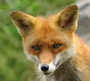 Rotfuchs, Vulpes vulpes, 21 Tonaufnahmen, Download