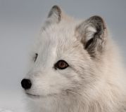 Polarfuchs, Eisfuchs, Vulpes lagopus, 10 Min., Download