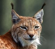 Der Luchs, Lynx lynx, 19 Tonaufn., Download