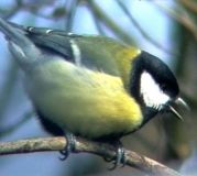 FILM Kohlmeise - Parus major