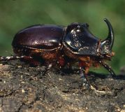 FILM Nashornkäfer - Oryctes nasicornis