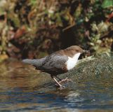 Vogelstimmen am Bach, 2:15 Min.