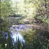 Ein Waldweiher in den Flussauen, Download