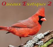 F, Oiseaux Exotiques 2, Download