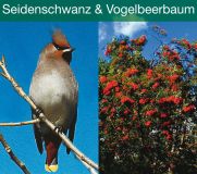 NATUR: Seidenschwanz und Vogelbeerbaum, Download