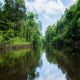 Regenwald Amazonas, Rio Negro, morgens, 32:59 Min., Download