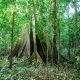 Regenwald Amazonas, Terra Firme, Rio Bariuau, Urwaldriese, 6:57 Min., Download