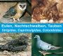 Eulen Nachtschwalben Tauben, 32 Vogelarten, 156 Tonaufnahmen, 68 Min., Download