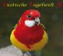 Exotische Vogelwelt - Ed. 5, Brillenstärling bis Zebrafink, 50 Min., Download