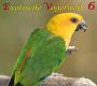 Exotische Vogelwelt - Ed. 6, Beo bis Weißkehltinamu, 51 Min., Download