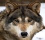 Wolf, Canis lupus, 18 Titel/21 Aufn., 24 Min., Download