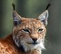 Der Luchs, Lynx lynx, 19 Tonaufn., 9:21 Min., Download