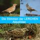 LERCHEN, Alaudidae, 22 Arten, 34 Min, Download