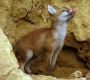 FILM Junge Rotfüchse - Vulpes vulpes