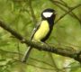 Die wichtigsten Gartenvögel, 60 Arten, 7 Min., Video-Download