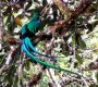 Quetzal, Pharomachrus mocinno, Download