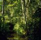 Regenwald Amazonas - Im Dschungel am Rio Negro, 45 Min., Download