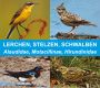 Die Stimmen der Lerchen, Stelzen und Schwalben, 49 Vogelarten, Download