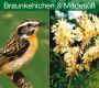 Braunkehlchen (Saxicola rubetra) und Maedesuess, Download