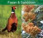 NATUR: Fasan und Sanddorn, Download